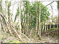 The track of the old Dinorwig Quarry railway line approaching Cefn Gwyn crossing