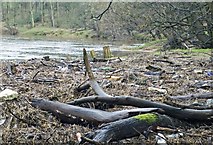 SD6736 : Haugh Wood - Ribble riverbank by Mr T