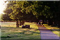 Path in Bushy Park