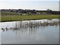 Lake behind new development on Plover Road