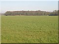 View across grassland to Brown