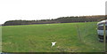 View across pasture land to Coed Tyddyn Forgan