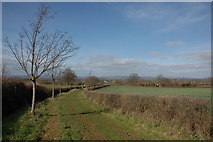SO4755 : Bridleway to the south of Ivington Park by Philip Halling