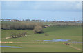 Pink Footed Geese near Drongan