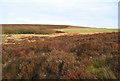 Moorland near Round Knowl