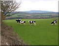 SO8588 : Early Grazing near Greensforge, Staffordshire by Roger  D Kidd