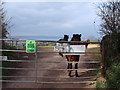 Southdown Cross, Southdown Hill, Ponies