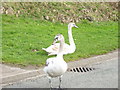 Kerb crawling swans at Parc Menai