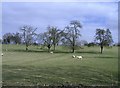 Sheep, near Blanchworth