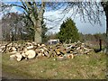 Tree Felling at Black Dyke