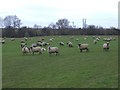 Sheep, near Trench Farm