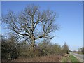 Watling Street Tree