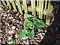 Cuckoo Pint leaves