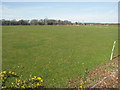 Fields at Bearwood