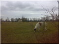 A pair of llamas grazing with sheep