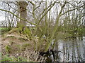 Tree and island near Mere Cheshire