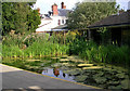 Preston Montford Field Centre - Pond