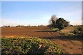 Mildenhall Fen