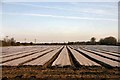 Plastic fields at Mildenhall Fen