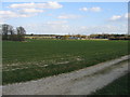 Arable land towards Markshall Game Farm