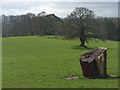 Parkland, Barton Abbey