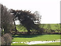 Wind blown larch tree in Farhills hedgerow