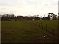 Horses Grazing, Merley