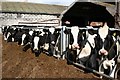 Friesian cows at Grange Farm