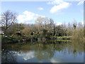 Pond reflections