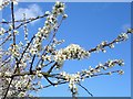 Blossom on Stony Lane