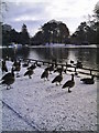 Geese in Snow