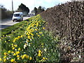 Daffodils by the A38