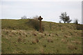 Memorial Cross