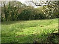 Wetland Pasture