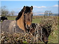 Nosey Horse