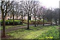 The Trees on West Bridge Street