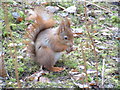 Red squirrel feeding, Formby nature reserve