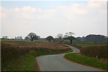 SJ8222 : Winding Country Lane by stephen betteridge
