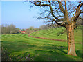 Pasture at Lower Holwell, Cranborne Dorset.