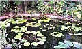 Lily pond in Palms Tropical Oasis at Stapeley Garden centre