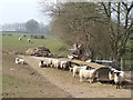 Ewes by the feeders