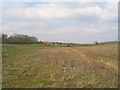 Fields south of Slipton Lodge