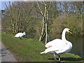 Swans, Driffield Canal