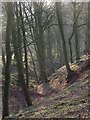 Beech woodland, Northsceugh