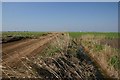 Long North Fen Drove