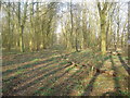 Overgrown Trackway leading through Marshall