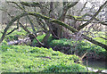 Cut Throat Brook, near Claverley, Shropshire