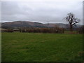 Farmland near Caersws