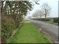 Tree lined Road