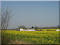 Fields of Rapeseed at Cronton